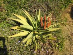 Aloe thraskii