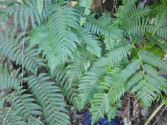 Amauropelta bergiana