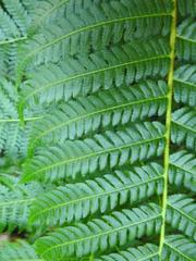 Amauropelta bergiana