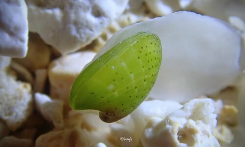 Julia exquisita, 2024-07-22