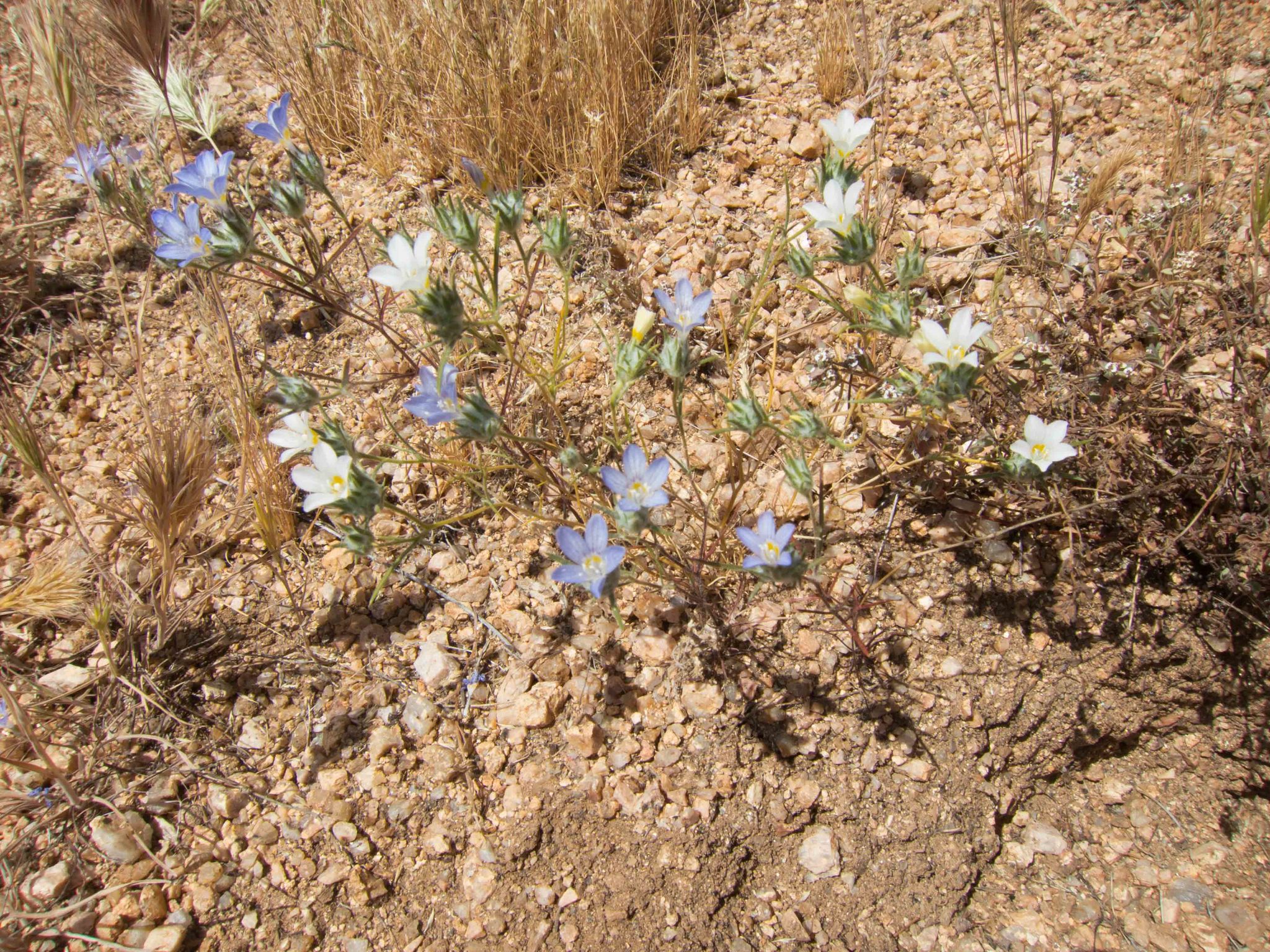 Eriastrum eremicum ssp. yageri
