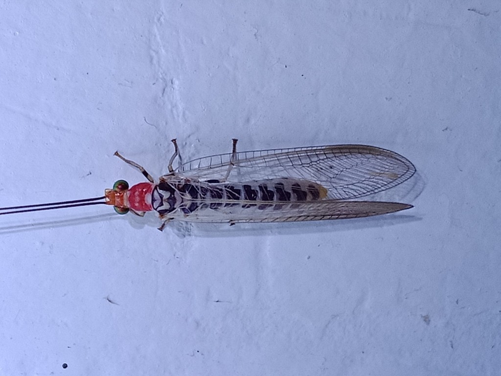 Italochrysa japonica