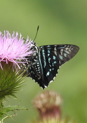 Phocides urania urania