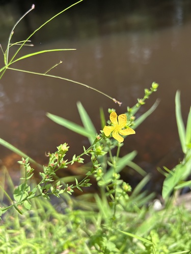 Coppery St. Johnswort (Hypericum denticulatum)