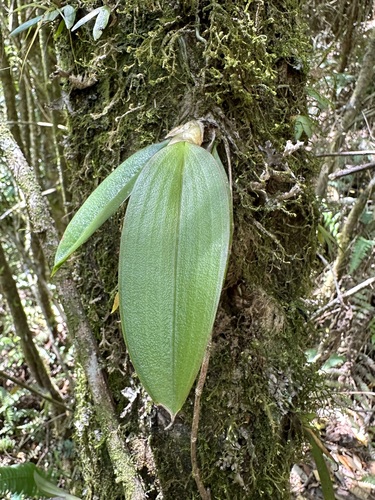 Comparettia tungurahuae (Dodson) M.W.Chase & N.H.Williams