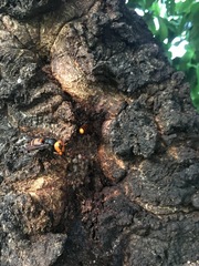 Vespa mandarinia japonica