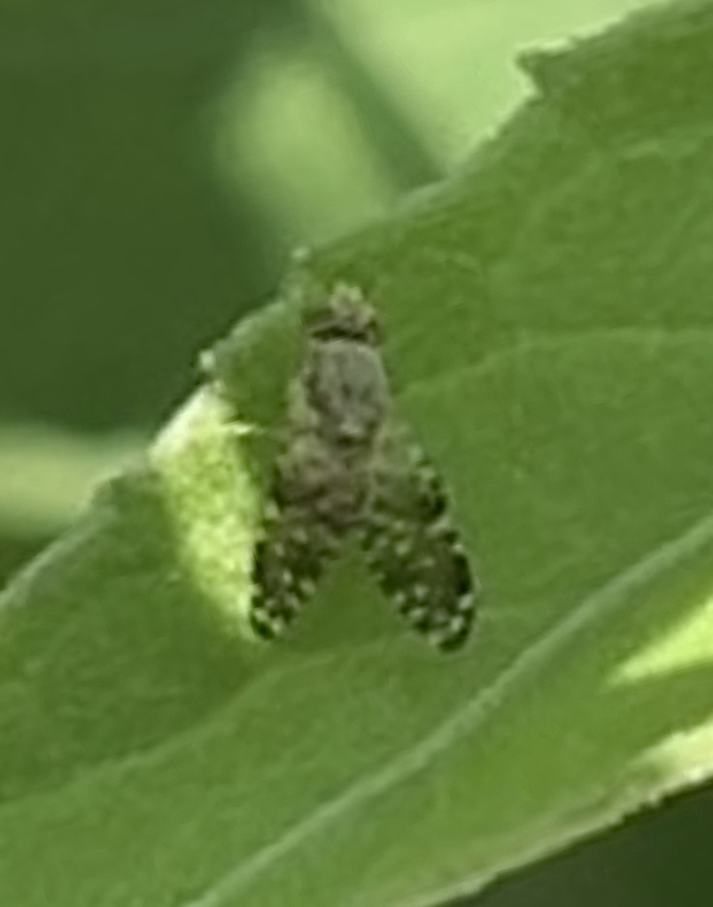 Sourbush Seed Fly from Croatan National Forest, Swansboro, NC, US on ...