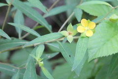 Ludwigia linearis