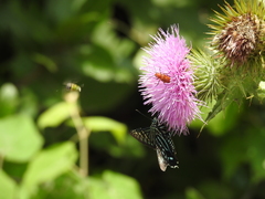 Phocides urania urania