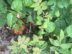 Chalybion japonicum