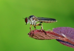 Ommatius ouachitensis