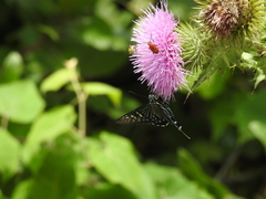 Phocides urania urania