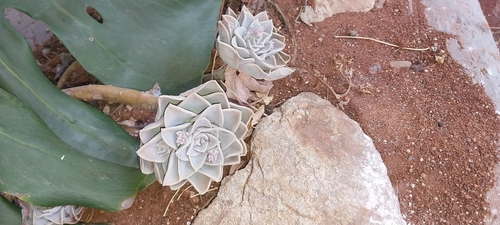 Foto de Planta fantasma