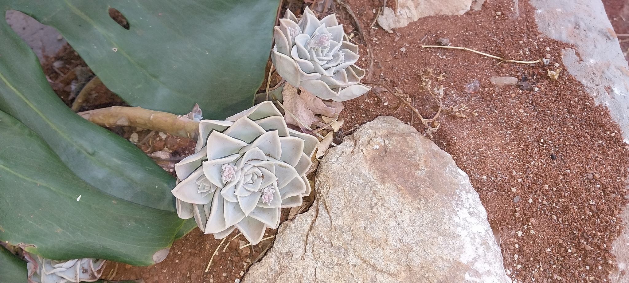 Imagem de Planta fantasma
