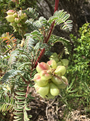 Astragalus nuttallii