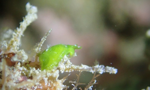 Julia exquisita, 2024-07-27
