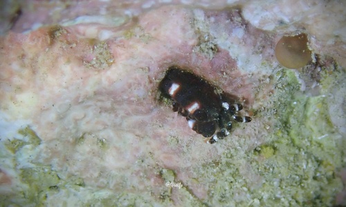 Xanthias latifrons observed 2024-07-27