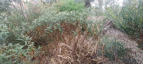 Image of Bitter Bush (Adriana quadripartita) by (c) Sam Buxton Stewart, some rights reserved (CC BY)