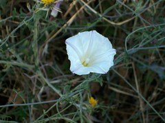 Calystegia subacaulis