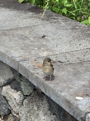 Fringilla coelebs palmae