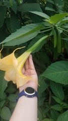 Brugmansia