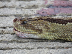 Crotalus simus