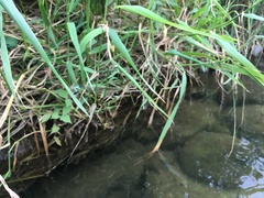 Pseudocopera annulata