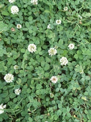 Trifolium repens