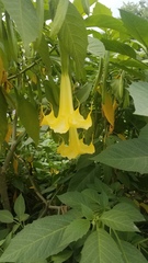 Brugmansia