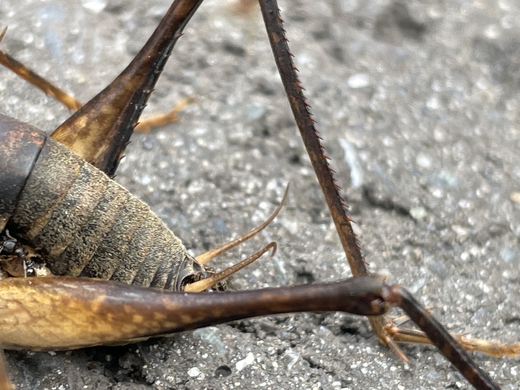 Diestrammena tsushimensis