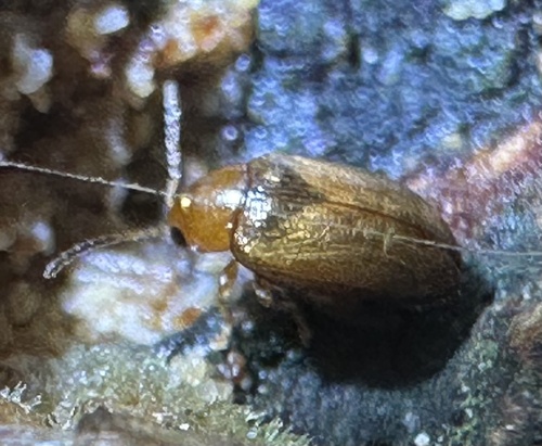 Psylliodes luteola