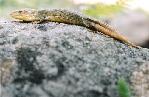 Barisia levicollis