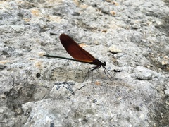Calopteryx cornelia