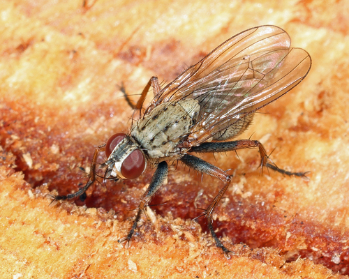 Common Tiger Fly