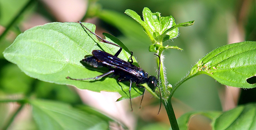 The Ranch Wasp Common Blue Mud-dauber Wasp from One Eleven Ranch Park 2121 E Brand Rd ...