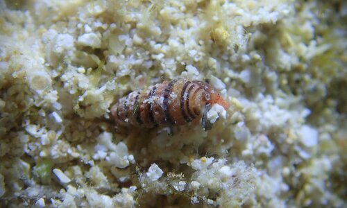 Mastonia cingulifera observed 2024-07-30