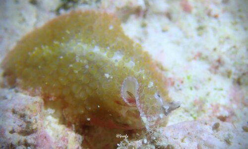 Thysanozoon tentaculatum observed 2024-07-30