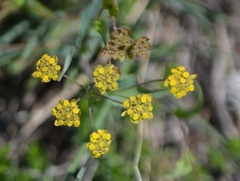 Bupleurum ranunculoides
