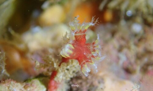 Melithaea bicolor observed 2024-08-04