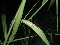 Takydromus stejnegeri