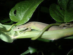 Takydromus stejnegeri