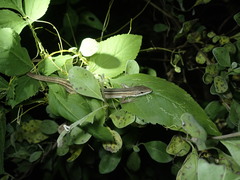 Takydromus stejnegeri