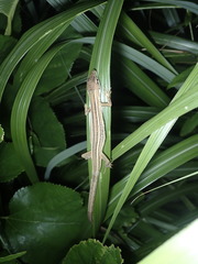 Takydromus stejnegeri