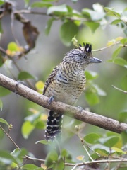 Thamnophilus doliatus