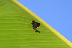 Pyrrhopygopsis socrates
