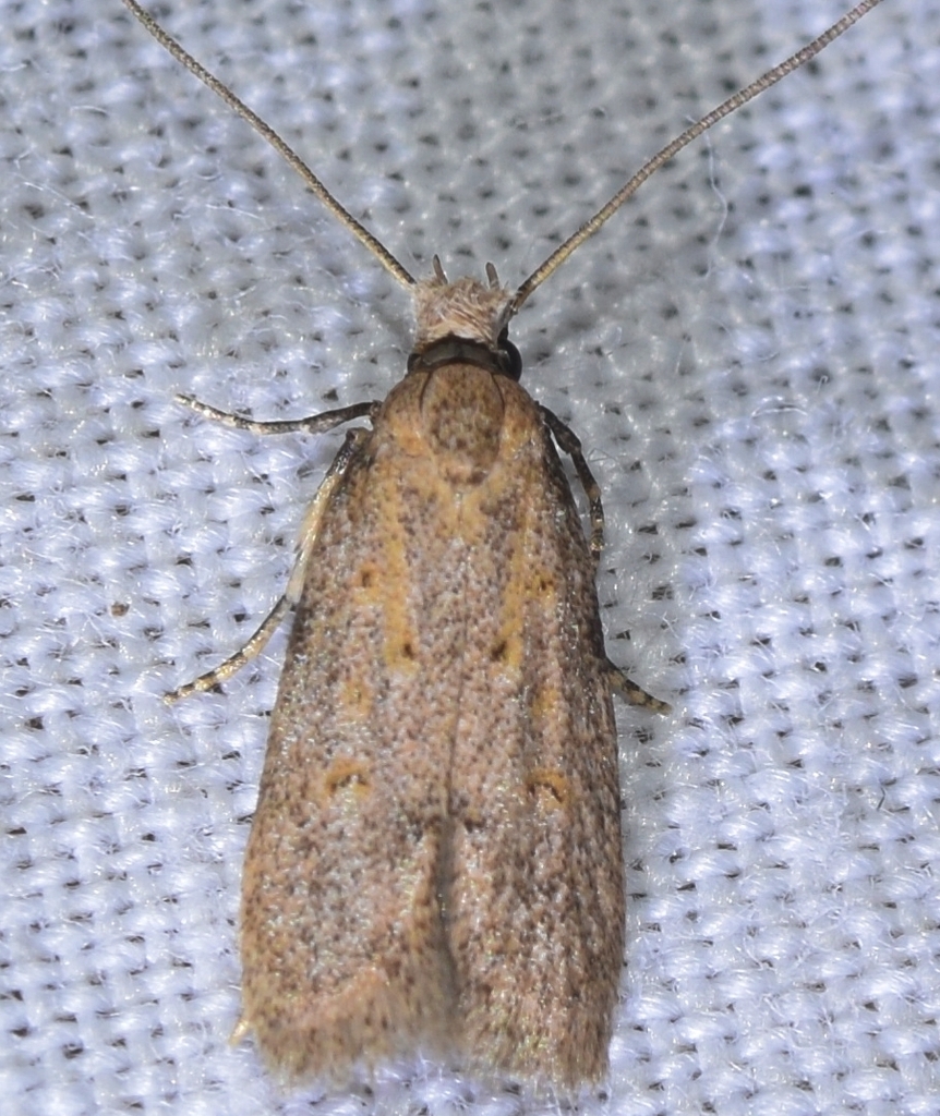 Symmoca perobscurata