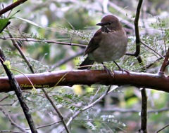 Turdus assimilis