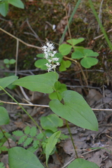 Maianthemum bifolium
