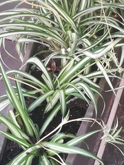 Chlorophytum comosum