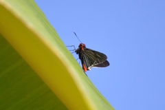 Pyrrhopygopsis socrates